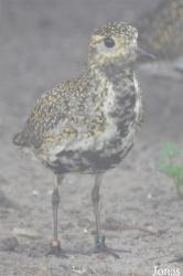 Vogelpark Ruinen