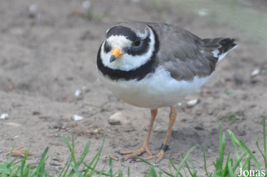 Vogelpark Ruinen
