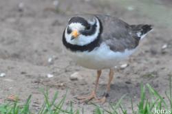 Vogelpark Ruinen