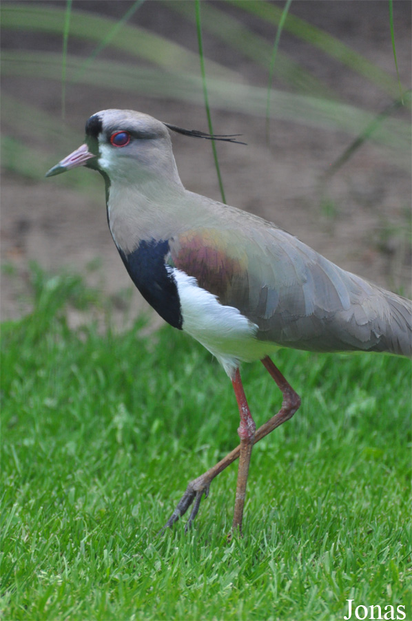 Vogelpark Ruinen