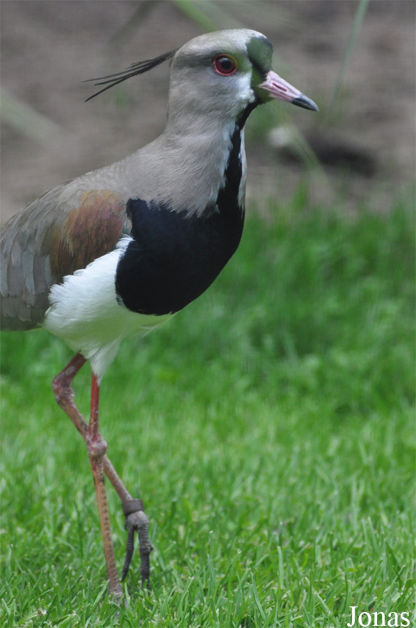 Vogelpark Ruinen