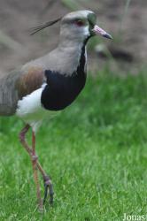 Vogelpark Ruinen