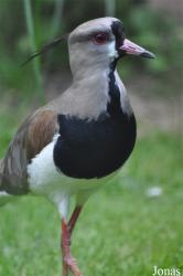 Vogelpark Ruinen