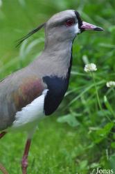 Vogelpark Ruinen