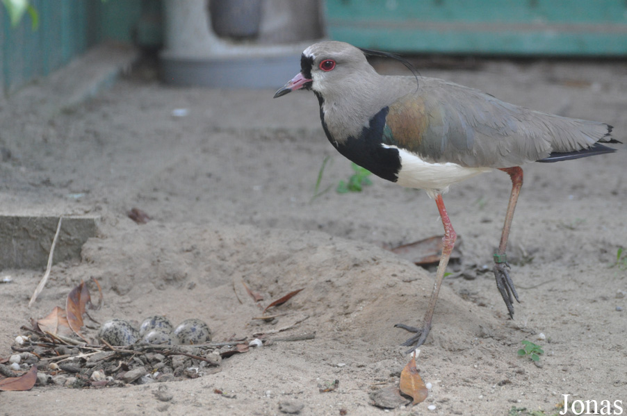 Vogelpark Ruinen