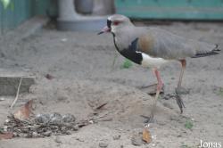 Vogelpark Ruinen