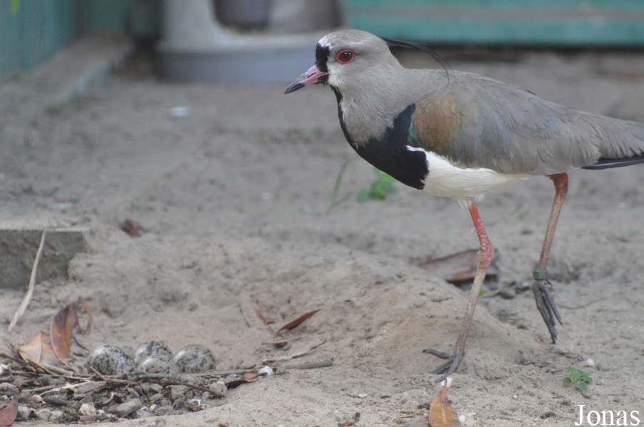 Vogelpark Ruinen