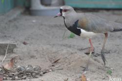 Vogelpark Ruinen