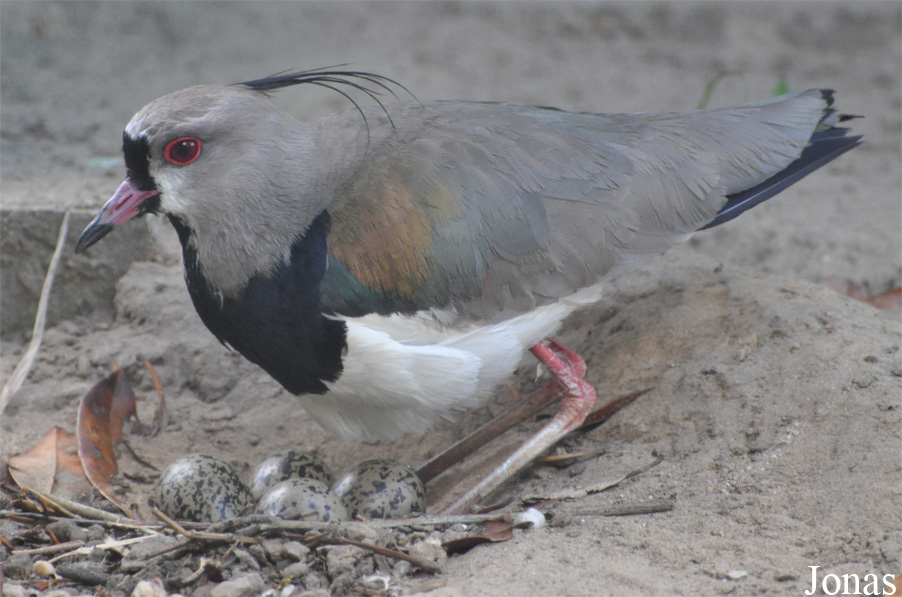 Vogelpark Ruinen