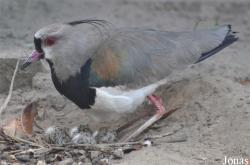 Vogelpark Ruinen