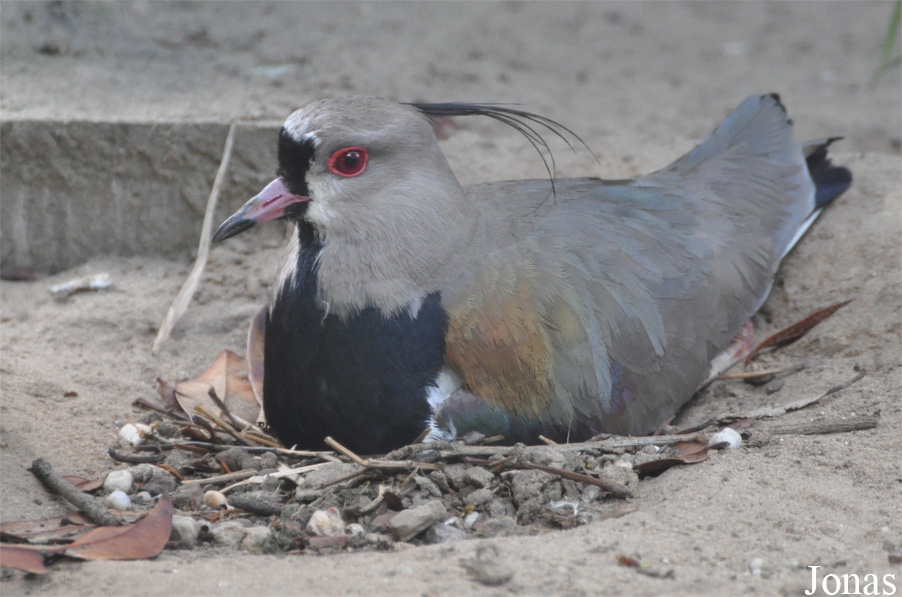 Vogelpark Ruinen