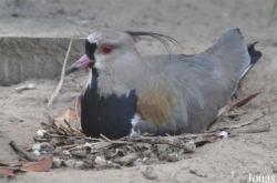 Vogelpark Ruinen