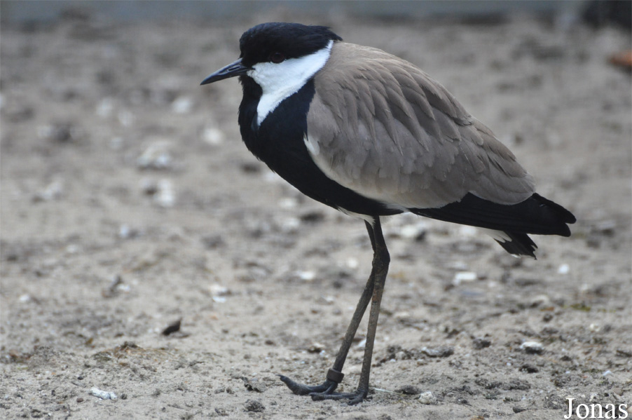 Vogelpark Ruinen
