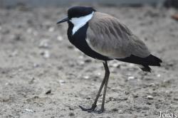 Vogelpark Ruinen