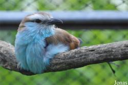 Coracias spatulatus