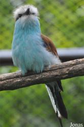 Vogelpark Ruinen