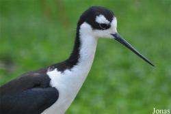 Vogelpark Ruinen