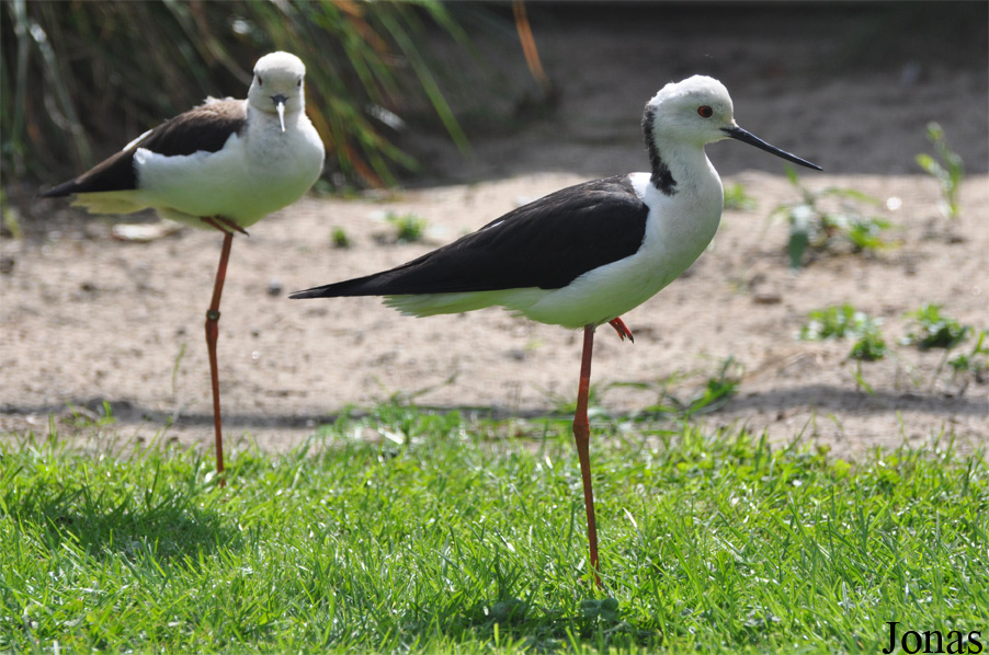 Vogelpark Ruinen