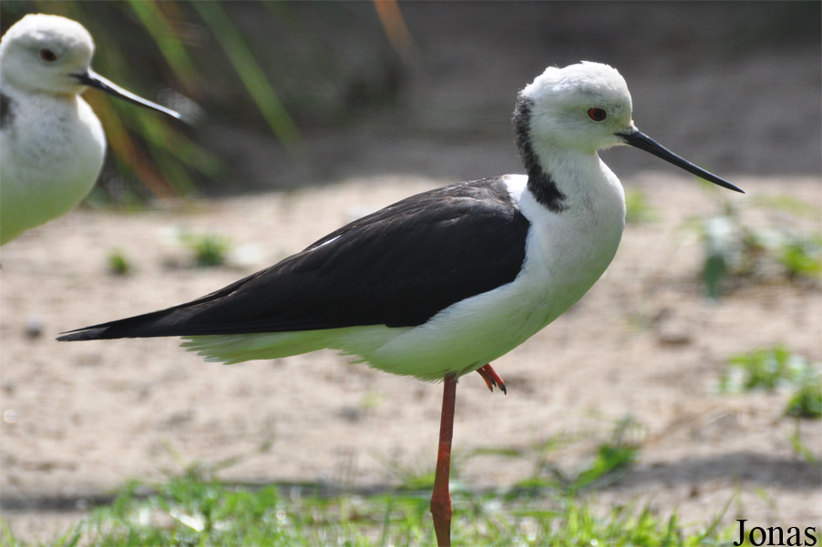 Vogelpark Ruinen