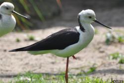 Vogelpark Ruinen