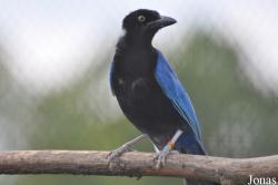 Cyanocorax sanblasianus