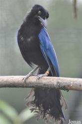 Vogelpark Ruinen