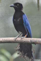 Vogelpark Ruinen