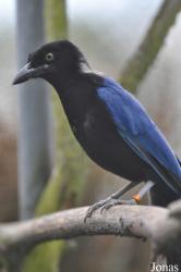 Vogelpark Ruinen