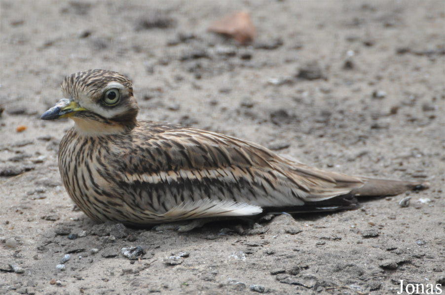 Vogelpark Ruinen