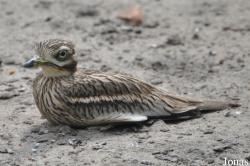 Burhinus vermiculatus