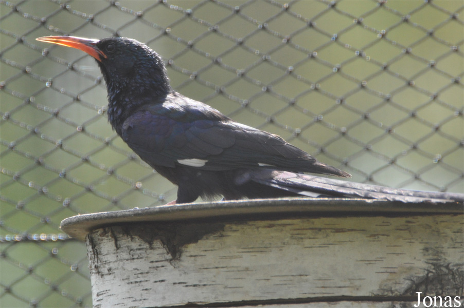 Vogelpark Ruinen