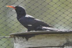Vogelpark Ruinen