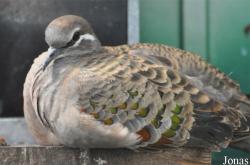 Vogelpark Ruinen