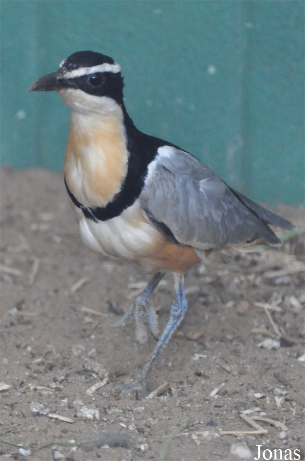 Vogelpark Ruinen
