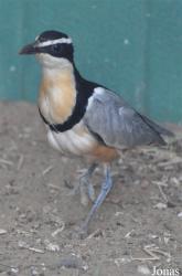 Vogelpark Ruinen