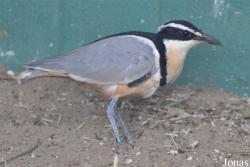 Vogelpark Ruinen