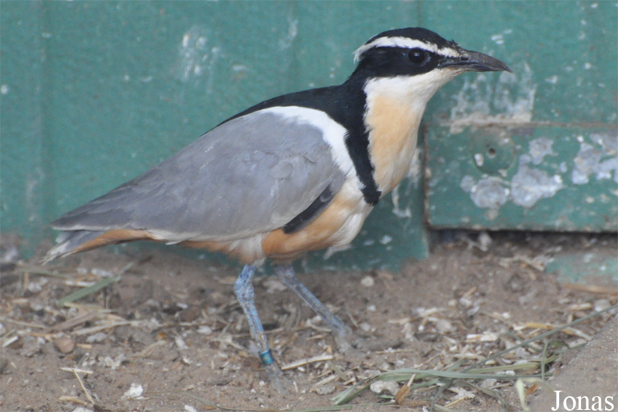 Vogelpark Ruinen