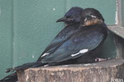 Vogelpark Ruinen
