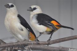 Vogelpark Ruinen