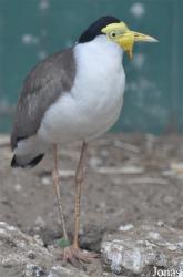 Vogelpark Ruinen