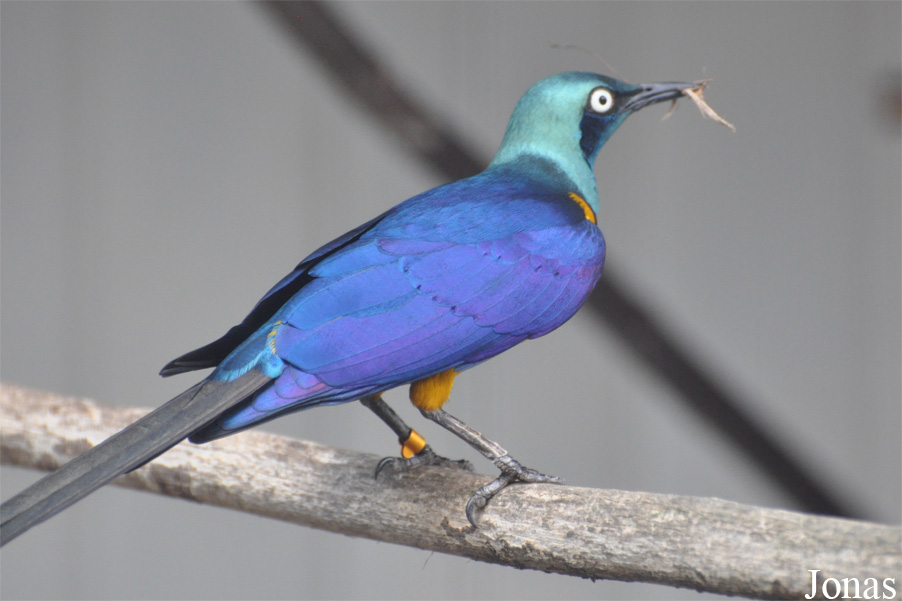 Vogelpark Ruinen