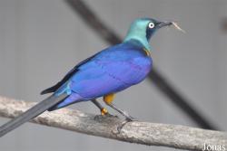 Vogelpark Ruinen