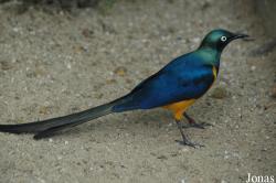 Lamprotornis regius