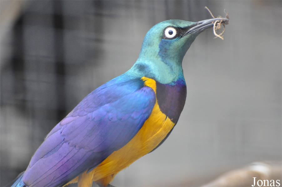 Vogelpark Ruinen