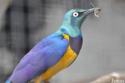 Vogelpark Ruinen