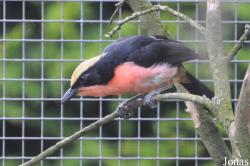 Malaconotidae
