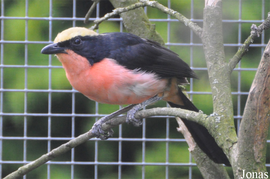 Vogelpark Ruinen