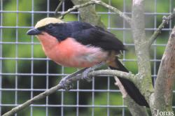 Vogelpark Ruinen