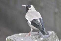 Vogelpark Ruinen