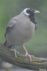 Vogelpark Ruinen
